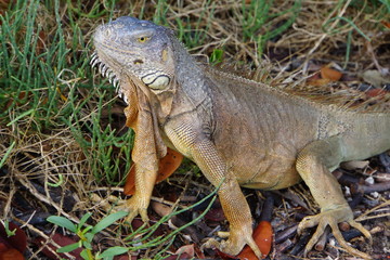 Grüner Leguan (Iguana iguana)