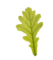 Fototapeta premium Oak leaf isolated on white background