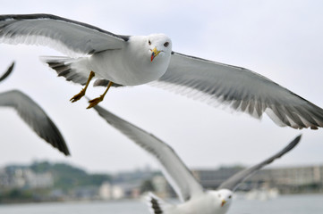 松島湾のウミネコ