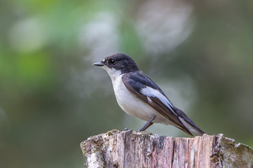 Obraz premium Flycatcher