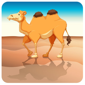 Camel