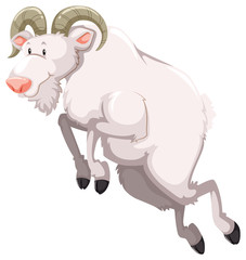 White goat