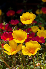 Moss Rose yellow and red color in background