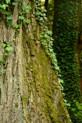Ivy and moss on tree trunk
