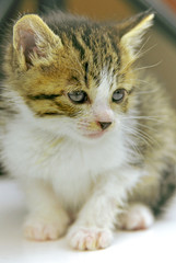 子猫