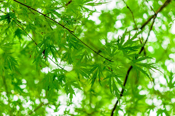 juicy green branch with young leaves in the spring