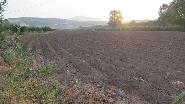 Potato field