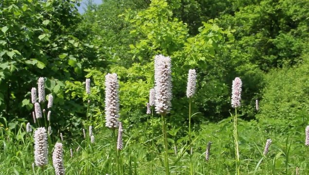 spring flowers