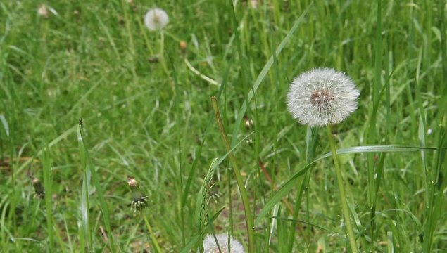 spring flowers