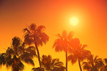 Photo sur Plexiglas Palmier Coucher de soleil orange sur les palmiers
