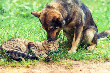 Dog and cat best friends playing together outdoor
