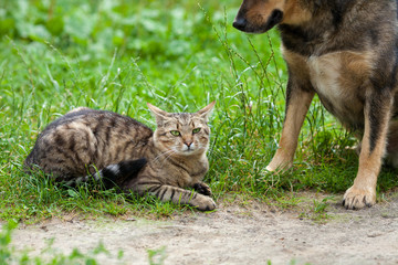 Cat sitting next to big dog on the grass