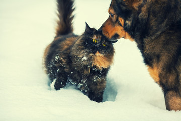Dog and cat outdoors in snow