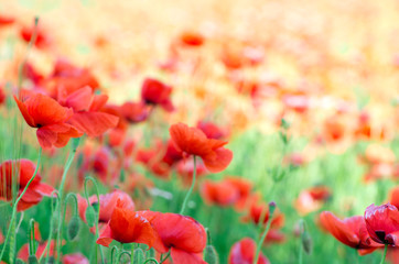  red poppy