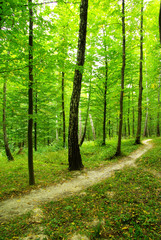 Obraz premium nature