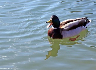duck that swims in the lake water with open beak