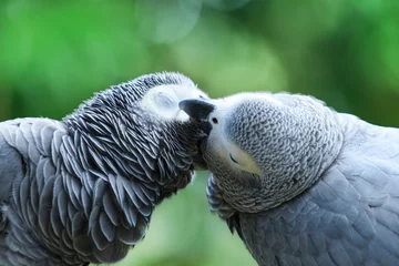 Wandcirkels aluminium papegaaien © Pakhnyushchyy