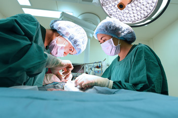 two veterinarian surgeons in operating room