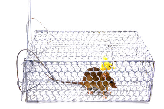 A House Mouse Trap In Mouse Trap Over White Background