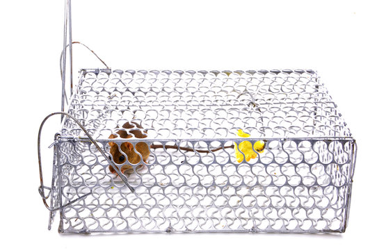 A House Mouse Trap In Mouse Trap Over White Background