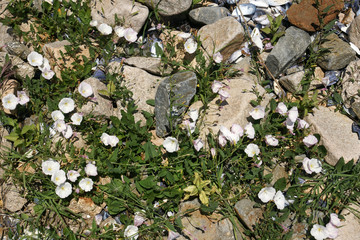 sea shore