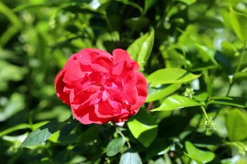 red rose just blossomed in may