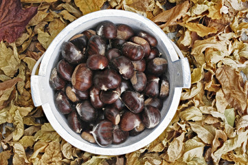 rohe Esskastanien in einem Holzkuebel