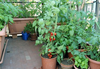 Fototapeta na wymiar Tomato plant in the pot on the terrace of a house in the city