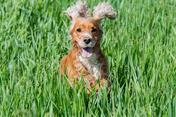 Dog puppy cocker spaniel jumping