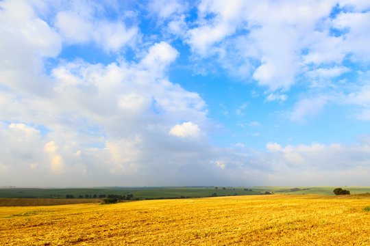 Wide sunlit field harvest wheat