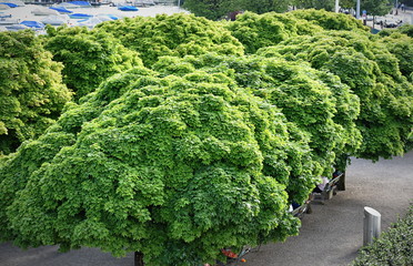 jardin zurichois vu d'en haut