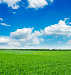 Fototapeta premium green field and blue sky