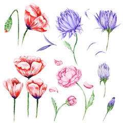 Large Set of Watercolor Flowers
