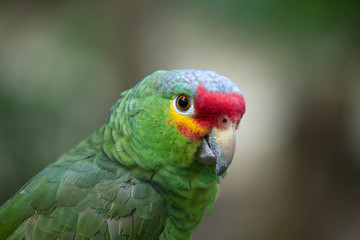 parrot