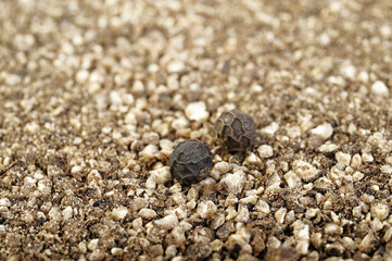 black pepper seeds on black pepper powder background