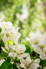 Obraz premium The branch of blossoming apple tree