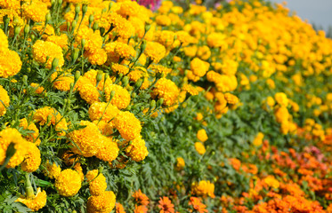 marigold flower