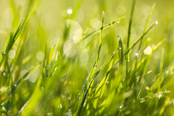 Fresh green grass with dew drops at dawn