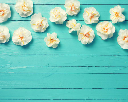 Fototapeta Narcissus flowers on green background