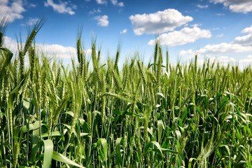 wheat field and sky summer landscape