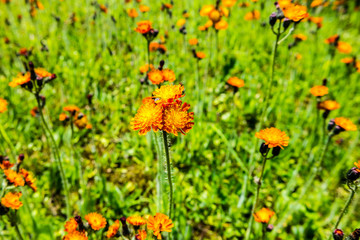 Blumenwiese