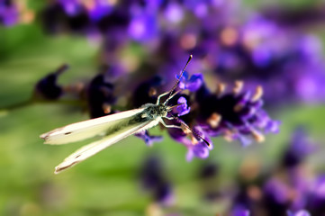 bullterfly  schmetterling
