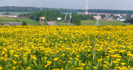 Yellow dandelions (taraxacum) in the meadow