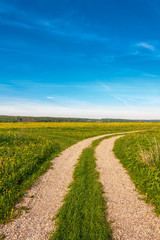 Country road. Yellow dandelions (taraxacum) in the meadow