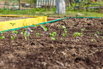 Ocimum basilicum (basil) growing in seedbed. Vegetable garden. Household plot. Dacha.