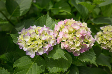 満開になる直前の紫陽花（あじさい）