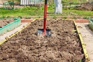 Metal shovel in the ground in the  seedbed. Vegetable garden. Household plot. Dacha.