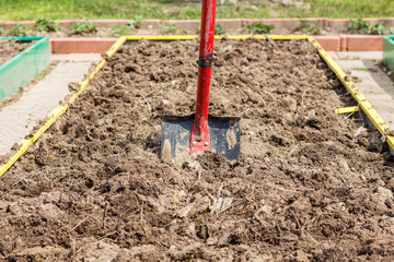 Metal shovel in the ground in the  seedbed. Vegetable garden. Household plot. Dacha.
