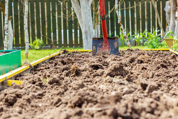 Metal shovel in the ground in the  seedbed. Vegetable garden. Household plot. Dacha.