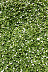 一面のドクダミの花